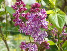 liliac Sensation
