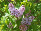 liliac Congo