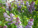 liliac Congo