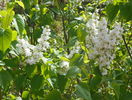 liliac alb batut