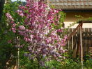 malus Rudolph