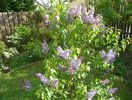 liliac Congo