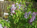 liliac Congo