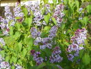 liliac Congo