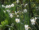 narcissus poeticus