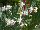 narcissus poeticus