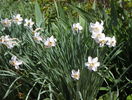 narcissus poeticus