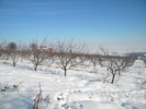 DSCN4544