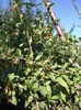 Goji Fructe si Flori