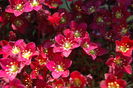 Saxifraga_arendsii touran scarlet