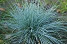 festuca glauca intense blue