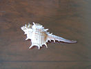 Murex pecten