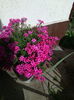 Phlox