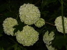 DSCN5105