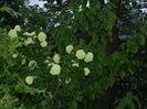 DSCN5132