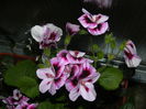 DSCN5136