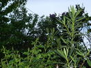 DSCN5138