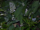 DSCN5156