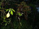 DSCN5173