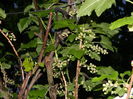 DSCN5178 coacaz negru
