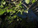 DSCN5187
