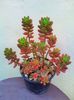 Sedum rubrotinctum-16lei