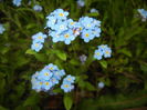 Myosotis alpestris (2016, April 08)