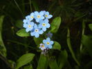 Myosotis alpestris (2016, April 08)