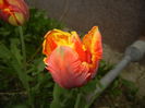Tulipa Bright Parrot (2016, April 08)
