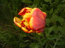 Tulipa Bright Parrot (2016, April 09)