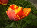 Tulipa Bright Parrot (2016, April 09)