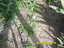 SAM_0603