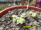 Sedum sieboldii variegat