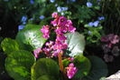 13 aprilie, bergenia "winter glow"