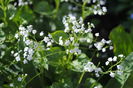 Brunnera mr morse