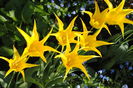 lalele lily flowered west point
