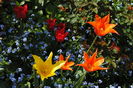 lalele lily flowered (Bayside+ Ballerina)