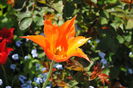 lalea lily flowered Ballerina