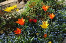 13 aprilie, lalele lily flowered