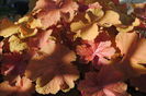 heuchera caramel