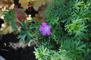 geranium sanguineum Rosa
