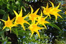 13 aprilie,lalele lily flowered west point