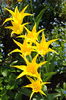 lalele lily flowered west point