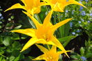 lalele lily flowered west point
