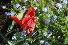 lalea rococo parrot