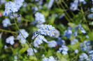 myosotis