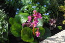 bergenia "winter glow"