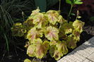 heucherella Solar Eclipse