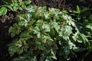 heucherella_tapestry