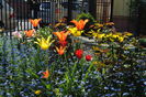 13 aprilie,lalele lily flowered